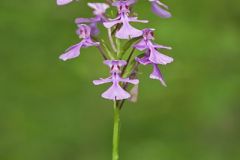 Purple Fringeless Orchid