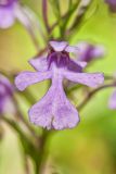 Purple Fringeless Orchid, Platanthera peramoena