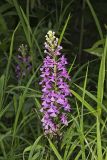 Purple Fringeless Orchid, Platanthera peramoena
