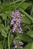Purple Fringeless Orchid, Platanthera peramoena