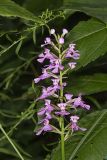 Purple Fringeless Orchid, Platanthera peramoena