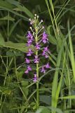 Purple Fringeless Orchid, Platanthera peramoena