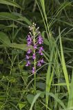 Purple Fringeless Orchid, Platanthera peramoena
