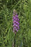 Purple Fringeless Orchid, Platanthera peramoena