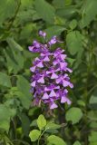 Purple Fringeless Orchid, Platanthera peramoena