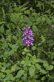 Purple Fringeless Orchid, Platanthera peramoena