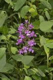 Purple Fringeless Orchid, Platanthera peramoena
