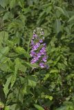 Purple Fringeless Orchid, Platanthera peramoena