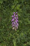 Purple Fringeless Orchid, Platanthera peramoena