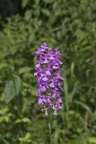 Purple Fringeless Orchid, Platanthera peramoena