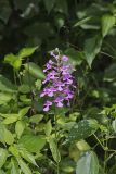 Purple Fringeless Orchid, Platanthera peramoena