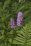 Purple Fringeless Orchid, Platanthera peramoena