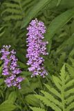 Purple Fringeless Orchid, Platanthera peramoena