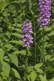 Purple Fringeless Orchid, Platanthera peramoena