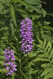 Purple Fringeless Orchid, Platanthera peramoena