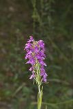 Purple Fringeless Orchid, Platanthera peramoena