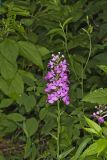 Purple Fringeless Orchid, Platanthera peramoena