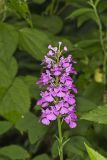 Purple Fringeless Orchid, Platanthera peramoena