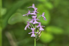 Purple Fringeless Orchid, Platanthera peramoena