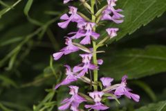 Purple Fringeless Orchid, Platanthera peramoena