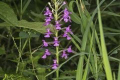 Purple Fringeless Orchid, Platanthera peramoena