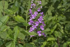 Purple Fringeless Orchid, Platanthera peramoena