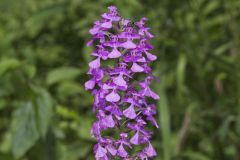 Purple Fringeless Orchid, Platanthera peramoena