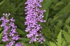 Purple Fringeless Orchid, Platanthera peramoena