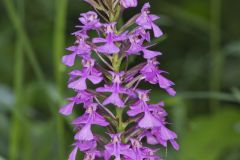 Purple Fringeless Orchid, Platanthera peramoena