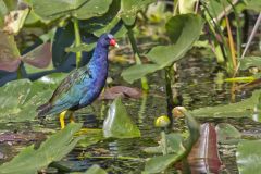 Purple Gallinule, Porphyrio martinicus