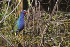 Purple Gallinule, Porphyrio martinicus
