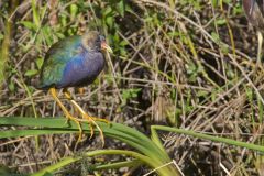 Purple Gallinule, Porphyrio martinicus