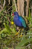 Purple Gallinule, Porphyrio martinicus