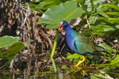 Purple Gallinule, Porphyrio martinicus