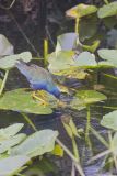 Purple Gallinule, Porphyrio martinicus