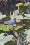 Purple Gallinule, Porphyrio martinicus