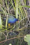 Purple Gallinule, Porphyrio martinicus