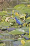 Purple Gallinule, Porphyrio martinicus