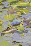 Purple Gallinule, Porphyrio martinicus