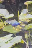 Purple Gallinule, Porphyrio martinicus