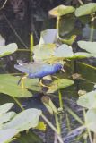 Purple Gallinule, Porphyrio martinicus