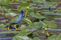 Purple Gallinule, Porphyrio martinicus
