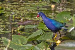 Purple Gallinule, Porphyrio martinicus