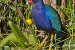 Purple Gallinule, Porphyrio martinicus