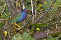 Purple Gallinule, Porphyrio martinicus