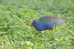 Purple Gallinule, Porphyrio martinicus