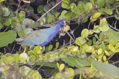 Purple Gallinule, Porphyrio martinicus