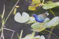 Purple Gallinule, Porphyrio martinicus