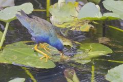 Purple Gallinule, Porphyrio martinicus