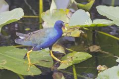 Purple Gallinule, Porphyrio martinicus